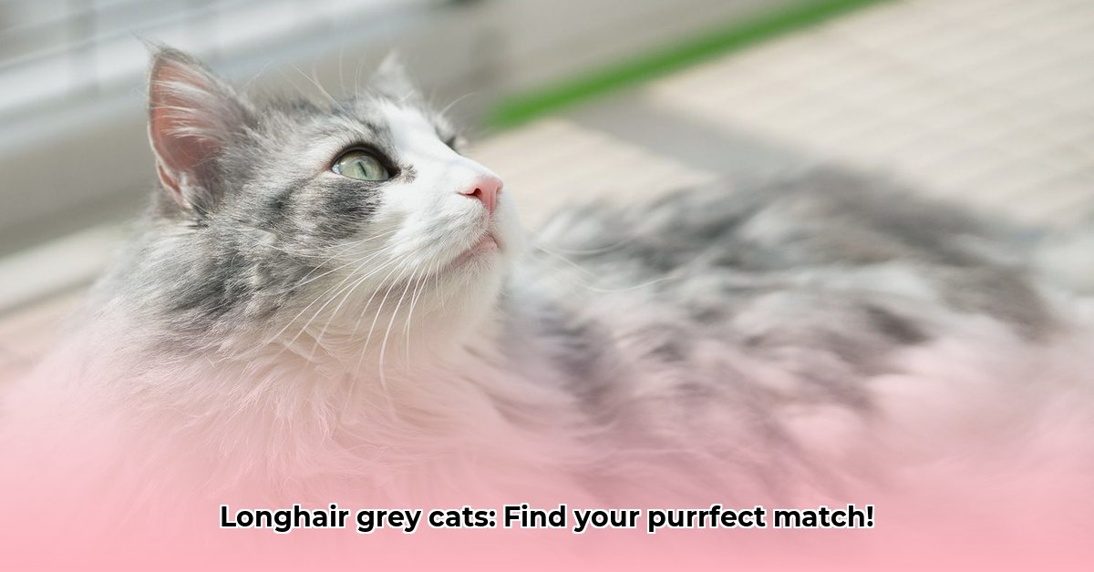 gray-cat-breeds-with-long-fur